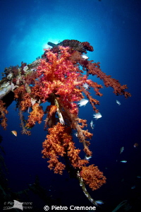 Soft corals on the Satil wreck by Pietro Cremone 